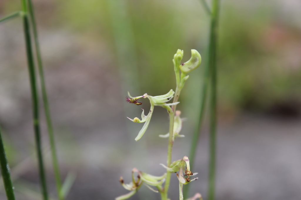 Arthrochilus prolixus