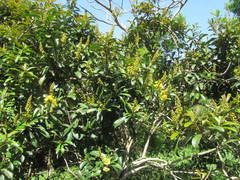 Acridocarpus natalitius