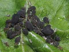 Aphis rumicis