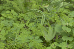 Asparagus schoberioides