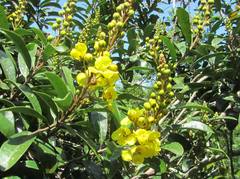 Acridocarpus natalitius