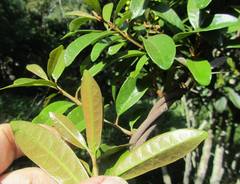 Acridocarpus natalitius