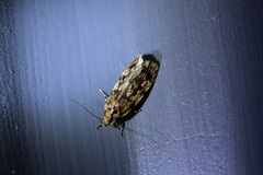 Barea exarcha