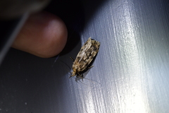 Barea exarcha
