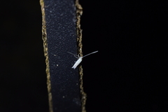 Stegommata sulfuratella