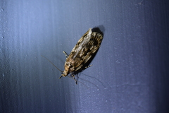 Barea exarcha