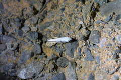 Stegommata sulfuratella