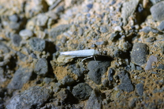 Stegommata sulfuratella
