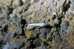 Stegommata sulfuratella