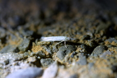 Stegommata sulfuratella