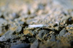 Stegommata sulfuratella