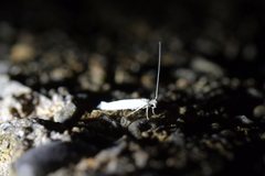 Stegommata sulfuratella