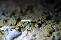 Stegommata sulfuratella