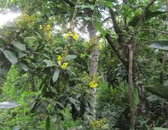Acridocarpus natalitius