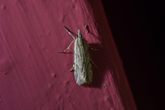Scoparia halopis
