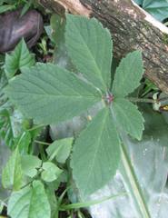 Cyphostemma hypoleucum