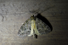 Pseudocoremia suavis