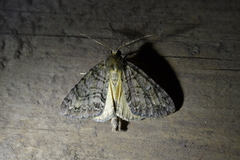 Pseudocoremia suavis