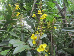 Acridocarpus natalitius