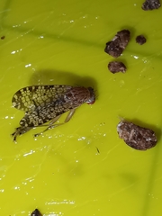 Euthycera chaerophylli