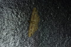 Chloroclystis filata