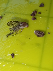 Euthycera chaerophylli