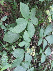 Cyphostemma hypoleucum