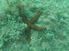 Echinasteridae