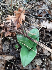 Orchis purpurea