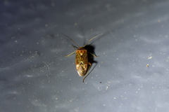 Chinamiris aurantiacus