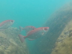Priacanthus arenatus