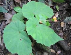 Begonia sutherlandii