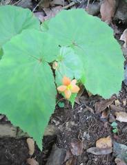 Begonia sutherlandii