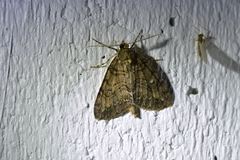 Pseudocoremia suavis