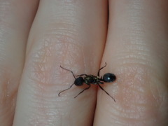 Polyrhachis ornata