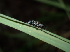 Polyrhachis ornata