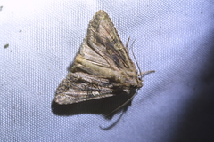 Ichneutica mutans