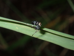 Polyrhachis ornata