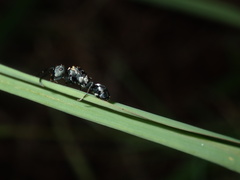 Polyrhachis ornata