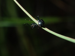 Polyrhachis ornata