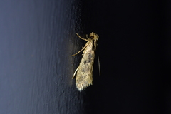 Tinea pallescentella