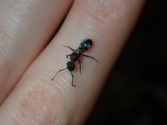 Polyrhachis ornata