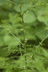Asparagus schoberioides