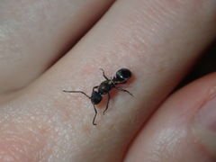 Polyrhachis ornata