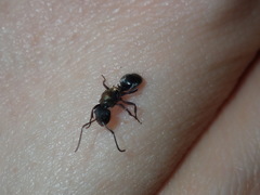 Polyrhachis ornata