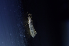 Tinea pallescentella