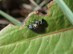 Polyrhachis ornata