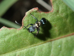 Polyrhachis ornata