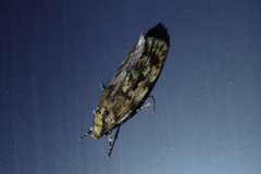 Barea exarcha