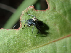 Polyrhachis ornata